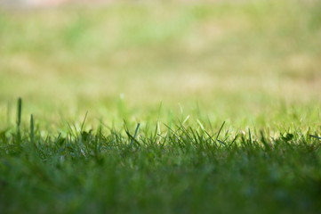 grass on green background