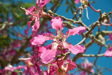 Silk floss flowers