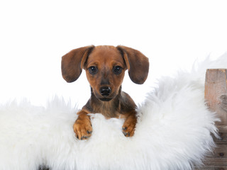 Funny looking and cute wiener dog puppy on white background.