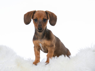 Funny looking and cute wiener dog puppy on white background.