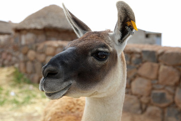 Guanako (Lama guanicoe) in Peru. Südamerika