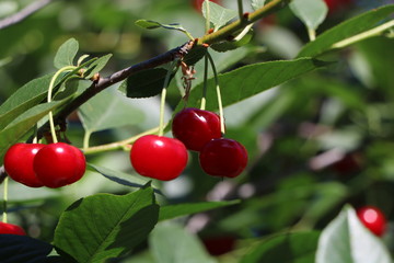 Obraz premium red cherries on the tree