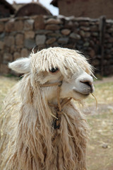 Lama (Lama glama) in Peru. Südamerika