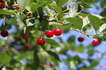 cherries on tree