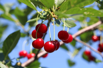 red cherries on the tree