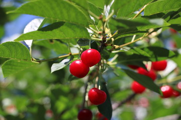 cherries on the tree
