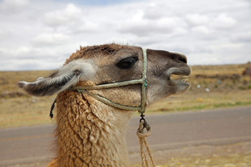 Lama (Lama glama) in Peru. Südamerika