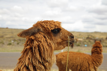 Lama (Lama glama) in Peru. Südamerika