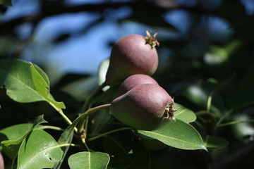 pears