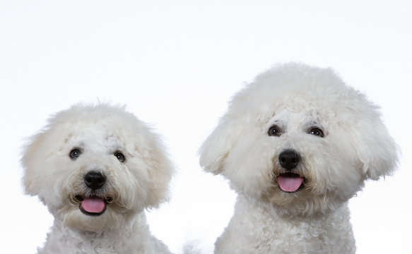 Two Bichon Frise dogs posing together in a studio. Image taken with a white background. Isolated on white.