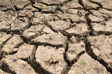 Drought of water sources. The impact of rain does not fall seasonally. Reservoir condition for drought consumption.