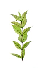 branch with green leaves isolated on white