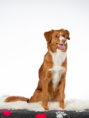 Toller dog portrait in a studio. Image taken with a white background. Isolated on white.