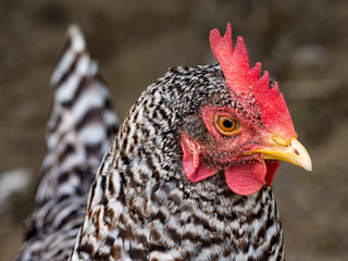 portrait of a hen