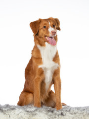 Toller dog portrait in a studio. Image taken with a white background. Isolated on white. - obrazy, fototapety, plakaty