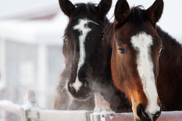 Young horse foals outdoors on a cold winter's day.