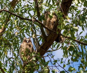 Fototapeta premium zwei Waldohreulen Ästlinge sitzen auf einem Ast