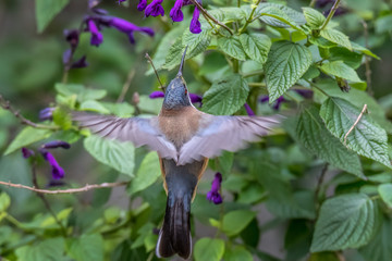 Eastern Spinebill feeding on flower 1