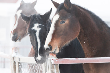 Young horse foals outdoors on winter