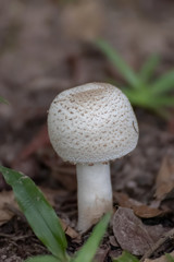 mushroom in the forest