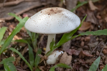 mushroom in the forest