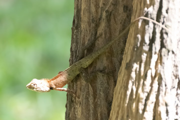 chameleon on a tree