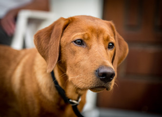 young brown labrador portrait