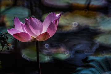 single pink lotus flower blooming at park