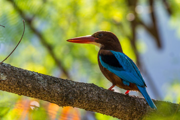 White-throated kingfisher (Halcyon smyrnensis) perched and resting