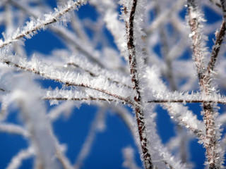 Eiskristalle, Raureif nach dem ersten Nachtfrost.