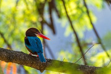 White-throated kingfisher (Halcyon smyrnensis) perched and resting
