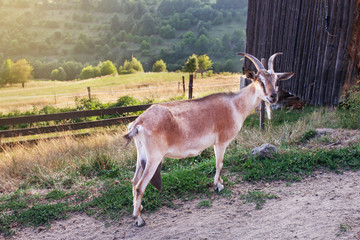 Nature and environment. Goat grazing in green field on farm