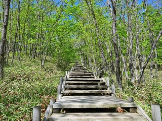 釧路湿原の森と湿原のコラボ情景＠北海道