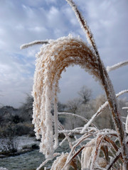 Eiskristalle, Raureif nach dem ersten Nachtfrost.