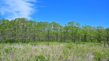 Obraz premium 釧路湿原の森と湿原のコラボ情景＠北海道