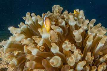 Coral reefs and water plants in the Red Sea, Eilat Israel