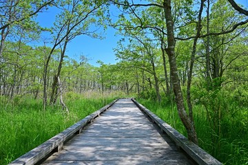 釧路湿原の森と湿原のコラボ情景＠北海道