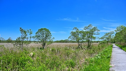 Fototapeta na wymiar 釧路湿原の森と湿原のコラボ情景＠北海道