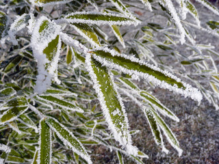 Eiskristalle, Raureif nach dem ersten Nachtfrost.