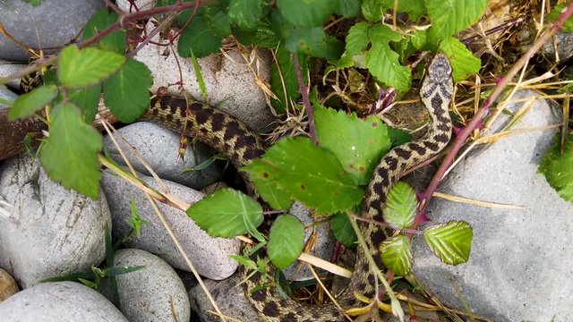 European Adder (Vipera berus) on the move after basking in the sun in order to warm up to enable it to move more quickly, found near a beach in North Wales, UK