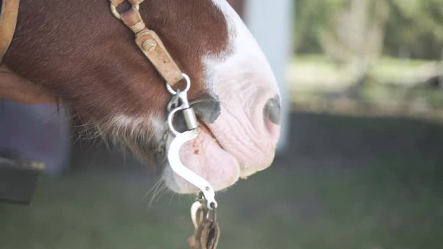 Close-up of horsemouth chewing corn.