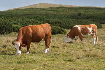 Fototapeta na wymiar Cows on the Schneeberg in Lower Austria