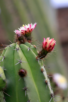 Polaskia chende Kakteengew&auml;chs mit Bl&uuml;ten, Mexiko