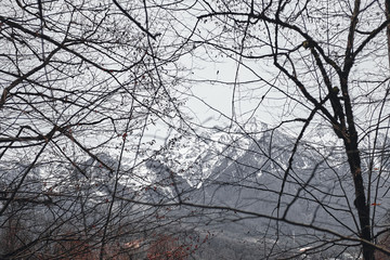 Winter views of the mountains through the branches