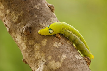 Close-up of green caterpillars on natural trees.