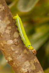 Close-up of green caterpillars on natural trees.