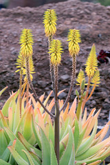  Echte Aloe (Aloe vera) Heilpflanze und Nutzpflanze mit Blüten