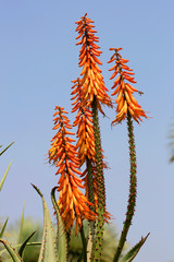  Echte Aloe (Aloe vera) Heilpflanze und Nutzpflanze mit Blüten