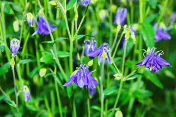 Catchment, or or eagle, or Aquilegia purple flower in a meadow