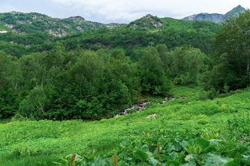 panorama of the mountain. the river flows from the mountains